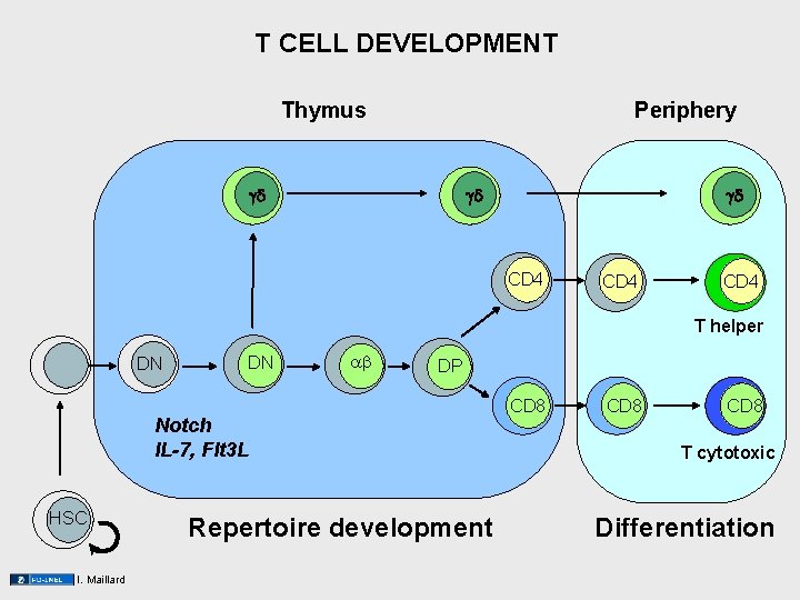 T CELL DEVELOPMENT Thymus Periphery CD 4 T helper DN DN DP Notch IL-7, T CELL DEVELOPMENT Thymus Periphery CD 4 T helper DN DN DP Notch IL-7,