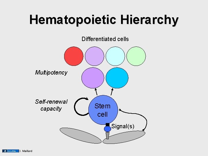 Hematopoietic Hierarchy Differentiated cells Multipotency Self-renewal capacity Stem cell Signal(s) I. Maillard Hematopoietic Hierarchy Differentiated cells Multipotency Self-renewal capacity Stem cell Signal(s) I. Maillard