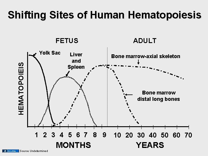 Shifting Sites of Human Hematopoiesis FETUS HEMATOPOIEIS Yolk Sac Liver and Spleen ADULT Bone Shifting Sites of Human Hematopoiesis FETUS HEMATOPOIEIS Yolk Sac Liver and Spleen ADULT Bone