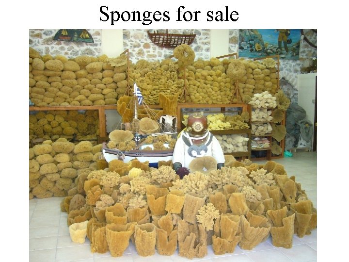Sponges for sale 