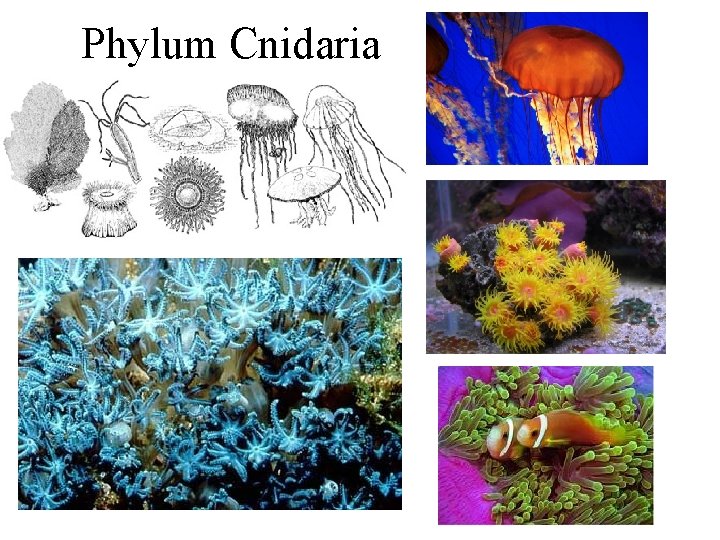 Taxonomy and Kingdom Animalia Part 1 Classification Domain