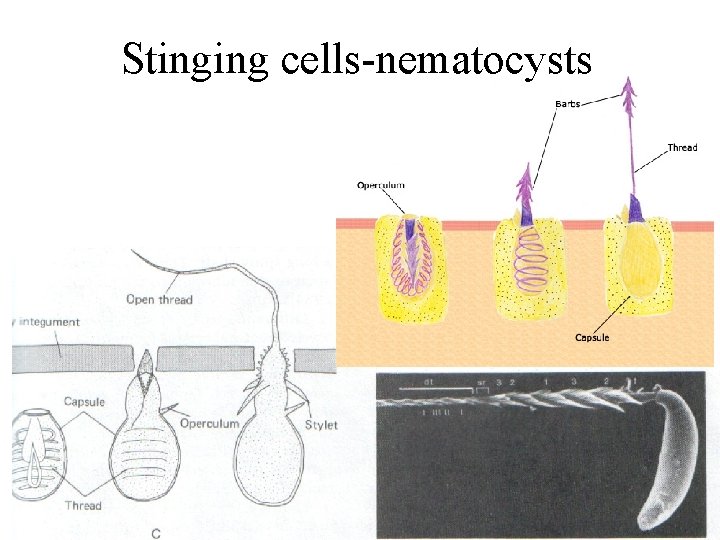 Stinging cells-nematocysts 