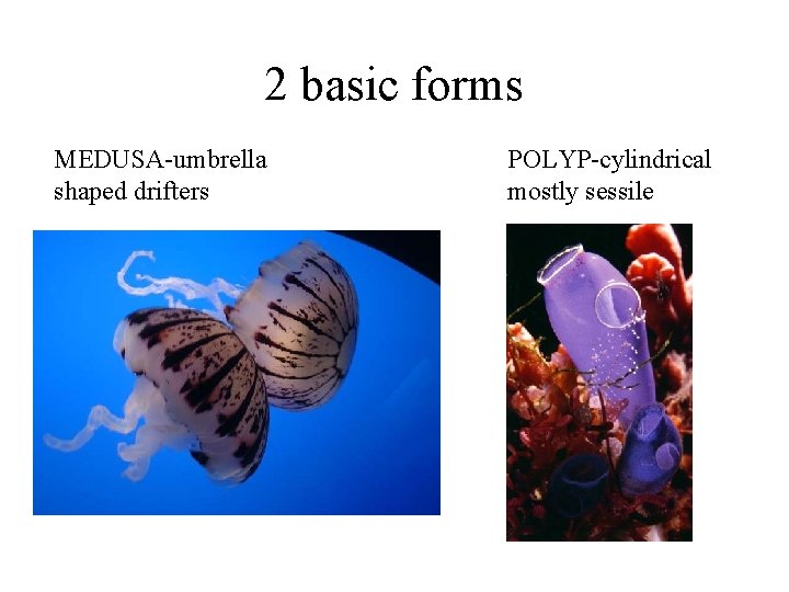 2 basic forms MEDUSA-umbrella shaped drifters POLYP-cylindrical mostly sessile 