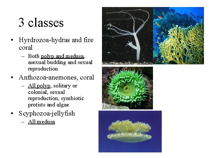 3 classes • Hyrdrozoa-hydras and fire coral – Both polyp and medusa, asexual budding