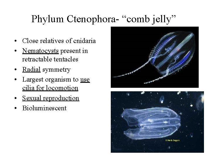 Phylum Ctenophora- “comb jelly” • Close relatives of cnidaria • Nematocysts present in retractable