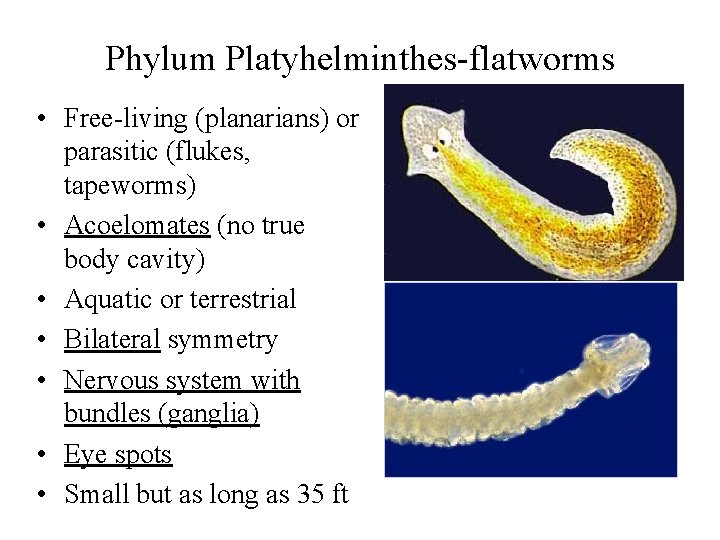 Phylum Platyhelminthes-flatworms • Free-living (planarians) or parasitic (flukes, tapeworms) • Acoelomates (no true body