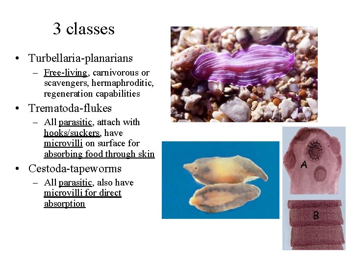 3 classes • Turbellaria-planarians – Free-living, carnivorous or scavengers, hermaphroditic, regeneration capabilities • Trematoda-flukes