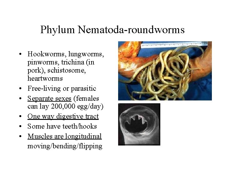 Phylum Nematoda-roundworms • Hookworms, lungworms, pinworms, trichina (in pork), schistosome, heartworms • Free-living or