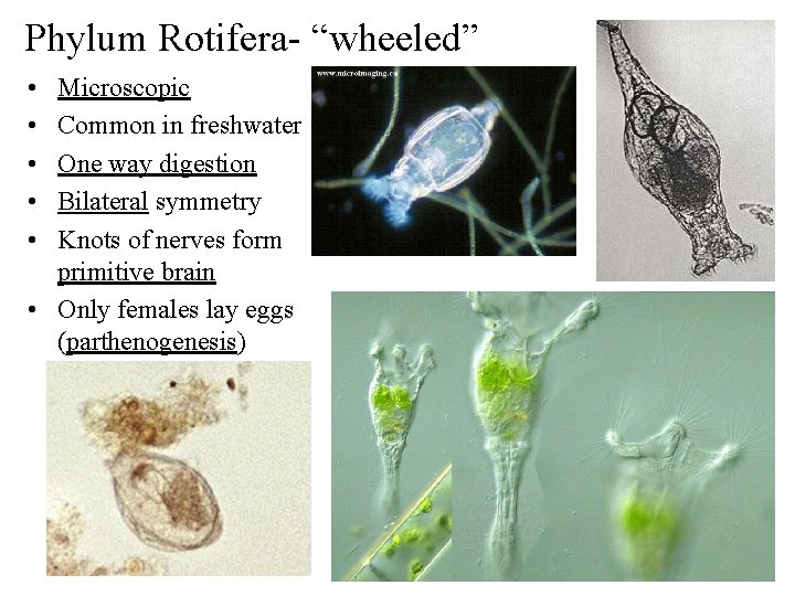 Phylum Rotifera- “wheeled” • • • Microscopic Common in freshwater One way digestion Bilateral