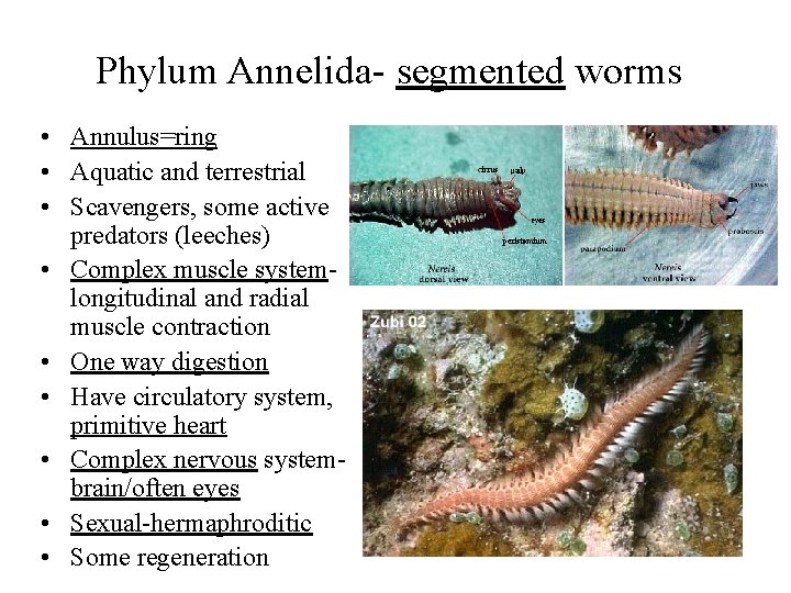 Phylum Annelida- segmented worms • Annulus=ring • Aquatic and terrestrial • Scavengers, some active