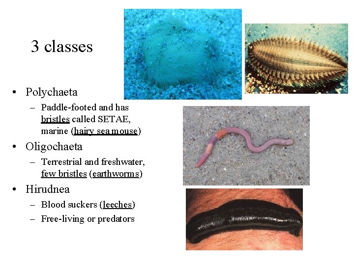 3 classes • Polychaeta – Paddle-footed and has bristles called SETAE, marine (hairy sea
