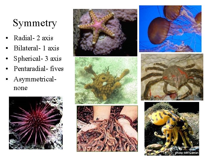Symmetry • • • Radial- 2 axis Bilateral- 1 axis Spherical- 3 axis Pentaradial-