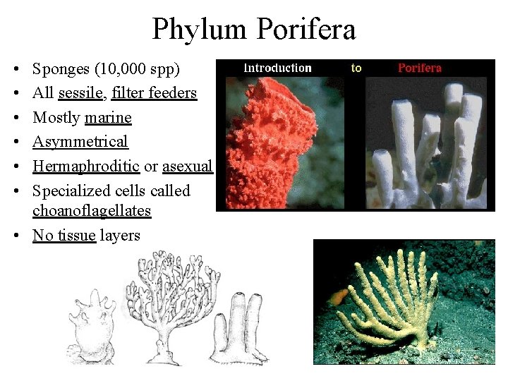 Phylum Porifera • • • Sponges (10, 000 spp) All sessile, filter feeders Mostly