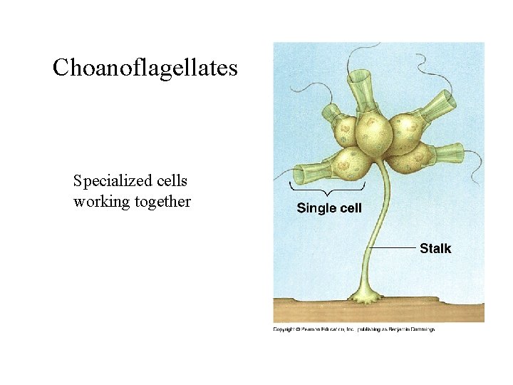 Choanoflagellates Specialized cells working together 