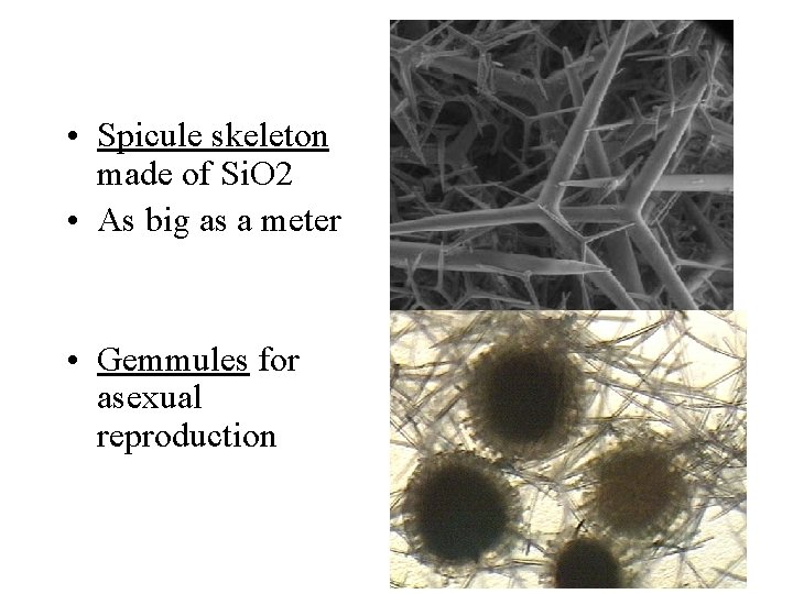  • Spicule skeleton made of Si. O 2 • As big as a