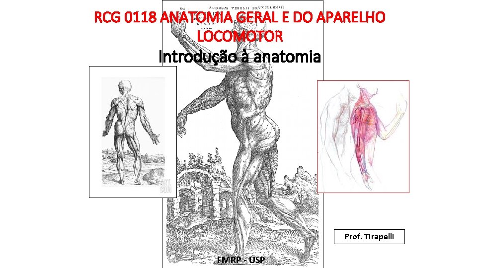 RCG 0118 ANATOMIA GERAL E DO APARELHO LOCOMOTOR Introdução à anatomia Prof. Tirapelli FMRP