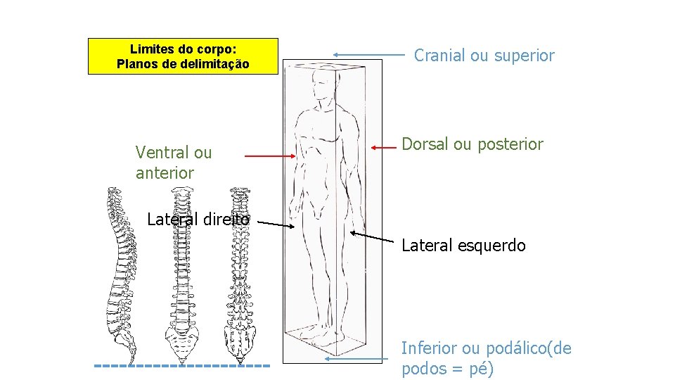 Limites do corpo: Planos de delimitação Ventral ou anterior Cranial ou superior Dorsal ou