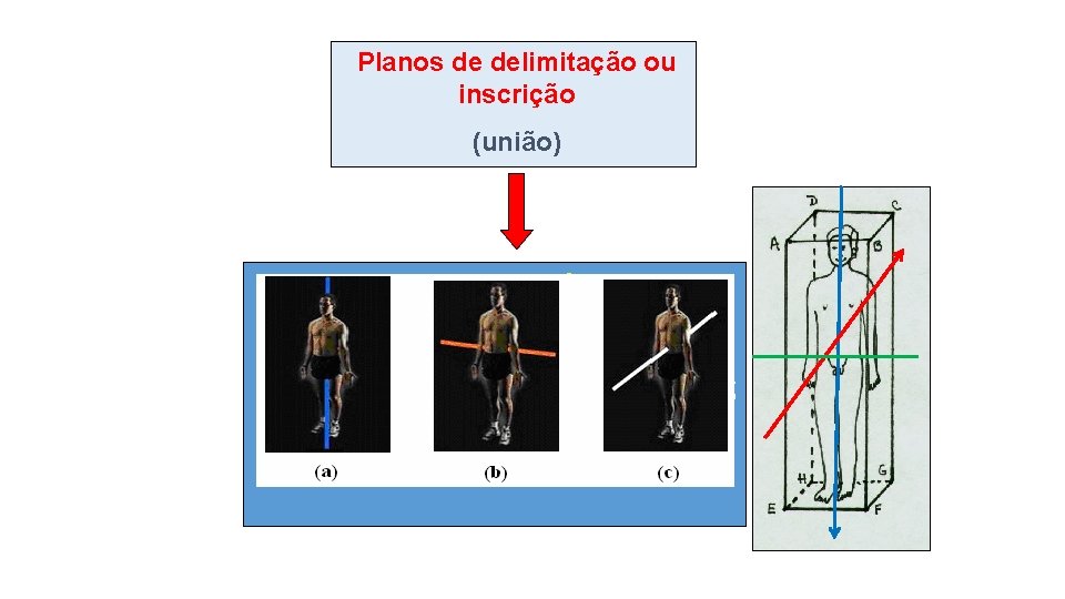 Planos de delimitação ou inscrição (união) EIXOS IMAGINÁRIOS -Longitudinal ou craniocaudal; - nteroposterior, dorsoventral