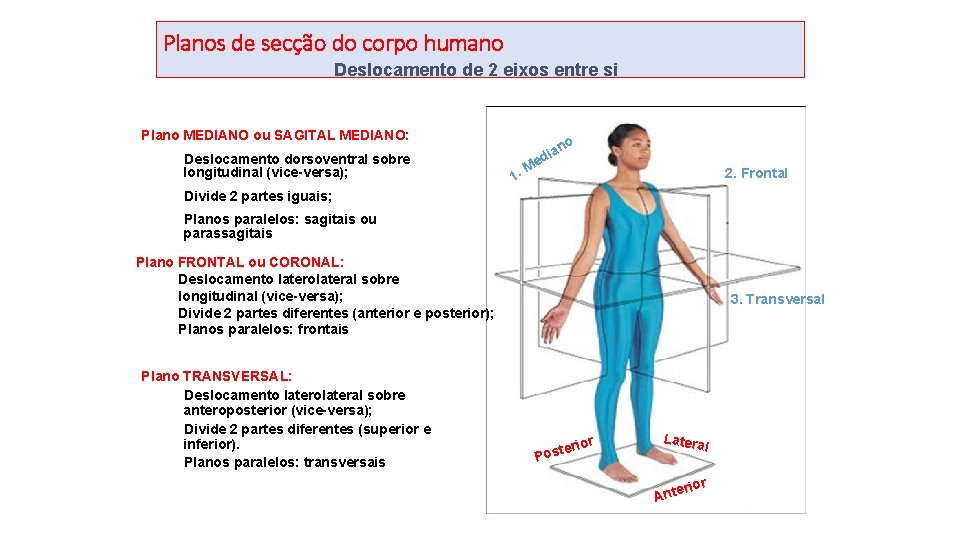 Planos de secção do corpo humano Deslocamento de 2 eixos entre si Plano MEDIANO