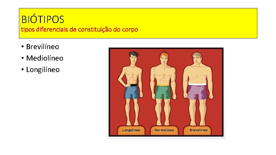 BIÓTIPOS tipos diferenciais de constituição do corpo • Brevilíneo • Mediolíneo • Longilíneo 