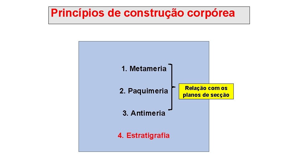 Princípios de construção corpórea 1. Metameria 2. Paquimeria 3. Antimeria 4. Estratigrafia Relação com