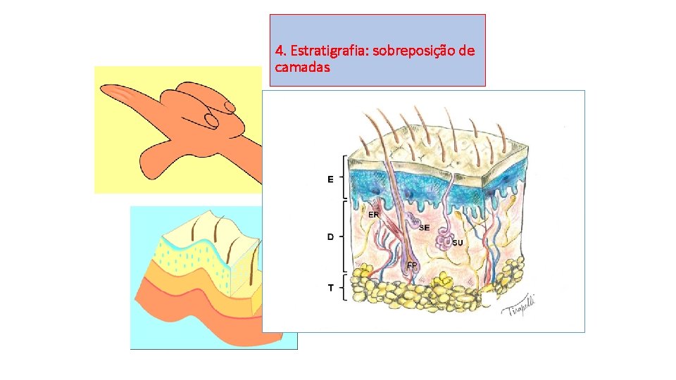 4. Estratigrafia: sobreposição de camadas 