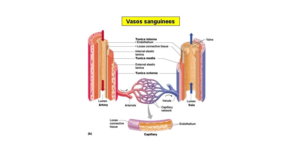 Vasos sanguíneos 