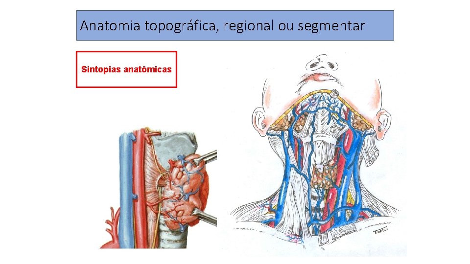 Anatomia topográfica, regional ou segmentar Sintopias anatômicas 