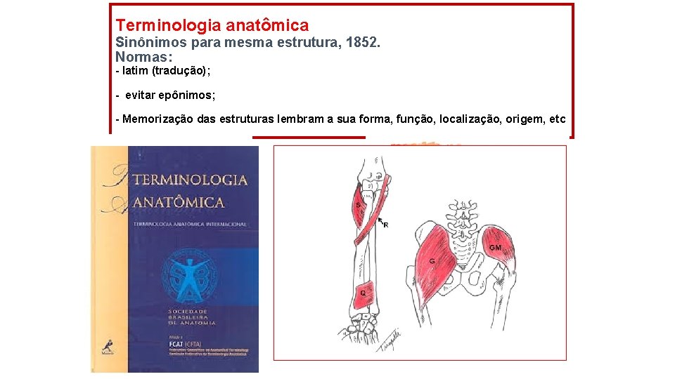 Terminologia anatômica Sinônimos para mesma estrutura, 1852. Normas: - latim (tradução); - evitar epônimos;