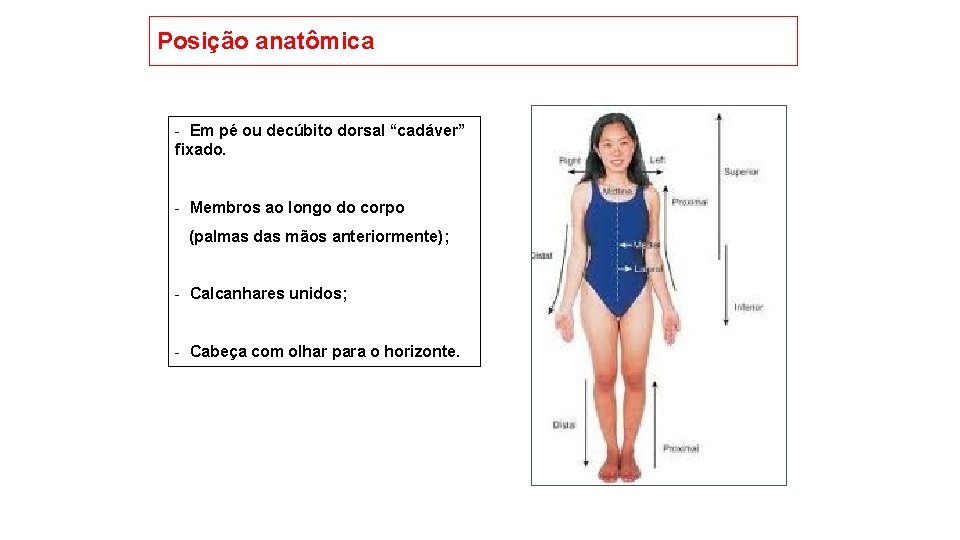 Posição anatômica - Em pé ou decúbito dorsal “cadáver” fixado. - Membros ao longo