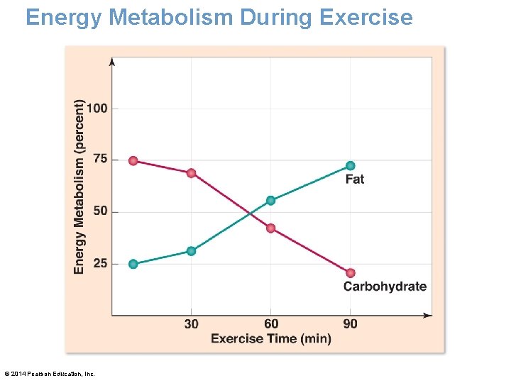 Energy Metabolism During Exercise © 2014 Pearson Education, Inc. Energy Metabolism During Exercise © 2014 Pearson Education, Inc.