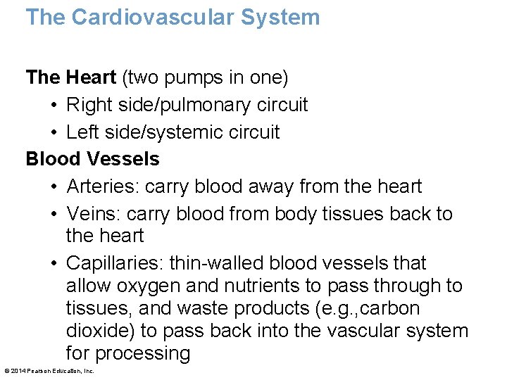 The Cardiovascular System The Heart (two pumps in one) • Right side/pulmonary circuit • The Cardiovascular System The Heart (two pumps in one) • Right side/pulmonary circuit •
