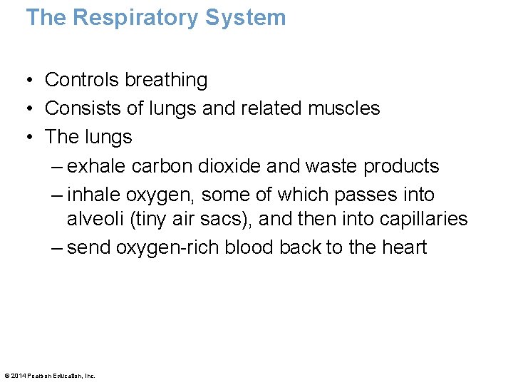 The Respiratory System • Controls breathing • Consists of lungs and related muscles • The Respiratory System • Controls breathing • Consists of lungs and related muscles •