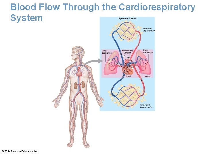 Blood Flow Through the Cardiorespiratory System © 2014 Pearson Education, Inc. Blood Flow Through the Cardiorespiratory System © 2014 Pearson Education, Inc.
