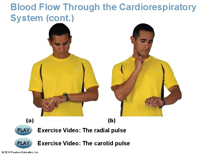 Blood Flow Through the Cardiorespiratory System (cont. ) PLAY Exercise Video: The radial pulse Blood Flow Through the Cardiorespiratory System (cont. ) PLAY Exercise Video: The radial pulse