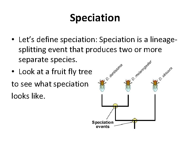 Speciation • Let’s define speciation: Speciation is a lineagesplitting event that produces two or