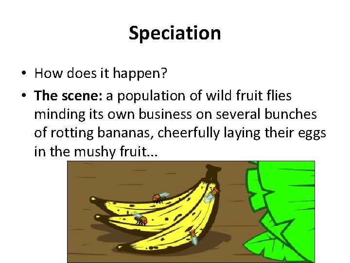 Speciation • How does it happen? • The scene: a population of wild fruit