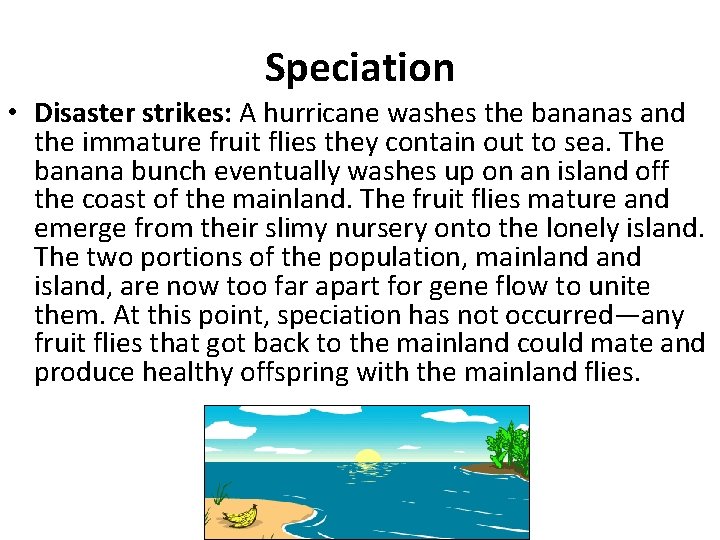 Speciation • Disaster strikes: A hurricane washes the bananas and the immature fruit flies