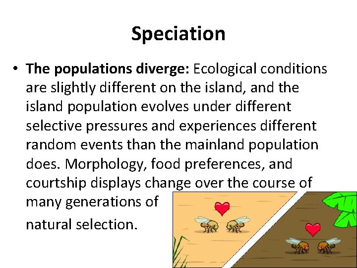 Speciation • The populations diverge: Ecological conditions are slightly different on the island, and