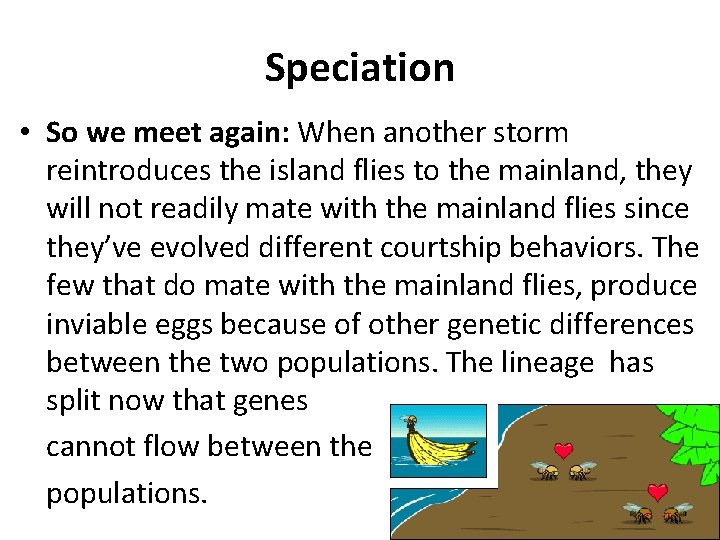 Speciation • So we meet again: When another storm reintroduces the island flies to
