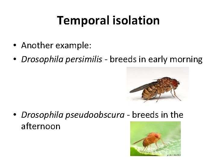 Temporal isolation • Another example: • Drosophila persimilis - breeds in early morning •