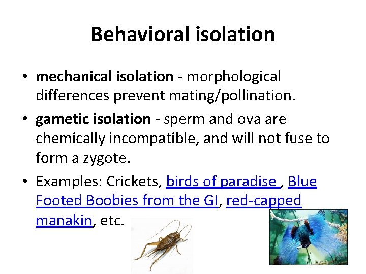 Behavioral isolation • mechanical isolation - morphological differences prevent mating/pollination. • gametic isolation -