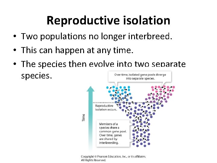 Reproductive isolation • Two populations no longer interbreed. • This can happen at any