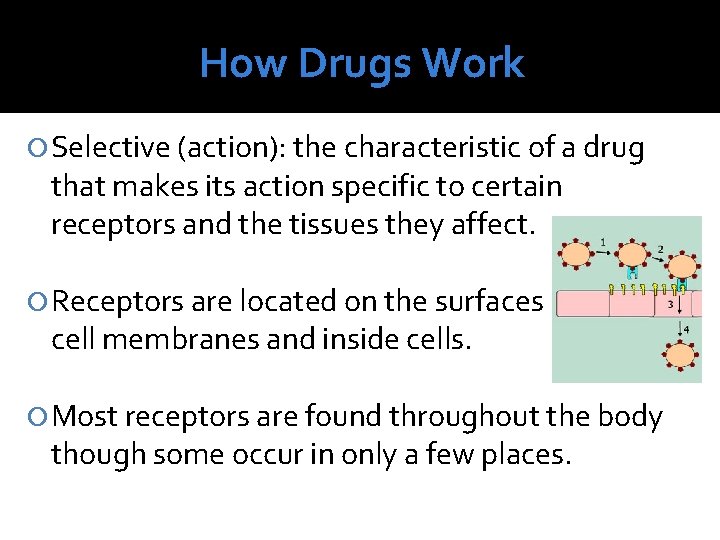 How Drugs Work Selective (action): the characteristic of a drug that makes its action