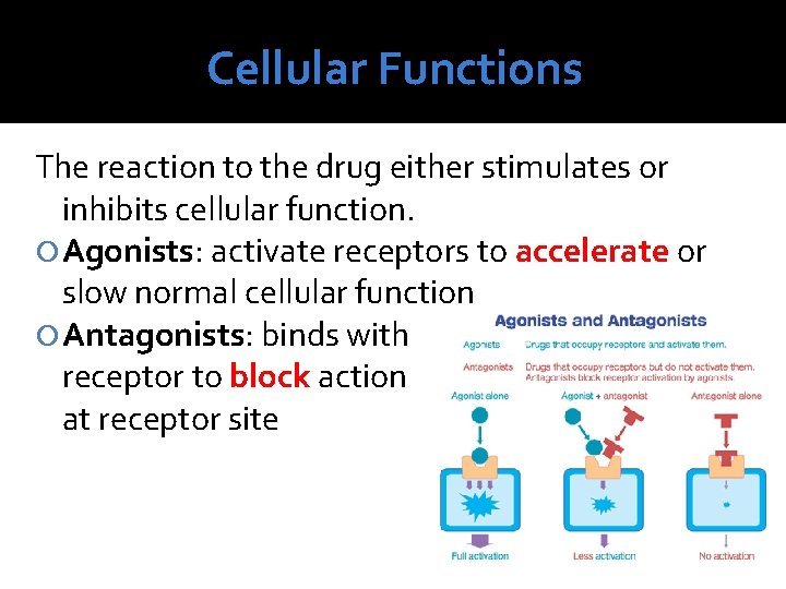 Cellular Functions The reaction to the drug either stimulates or inhibits cellular function. Agonists: