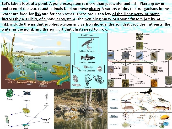 Let's take a look at a pond. A pond ecosystem is more than just