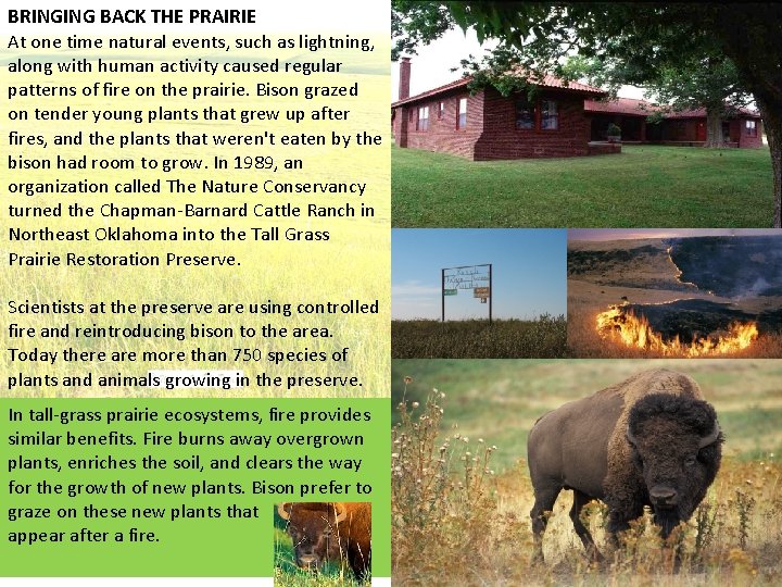 BRINGING BACK THE PRAIRIE At one time natural events, such as lightning, along with