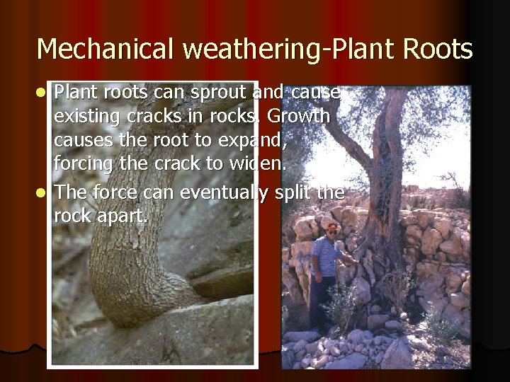 Mechanical weathering-Plant Roots Plant roots can sprout and cause existing cracks in rocks. Growth