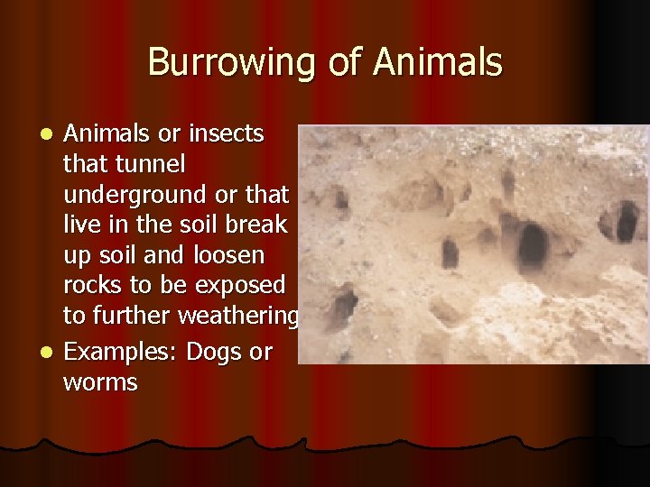 Burrowing of Animals or insects that tunnel underground or that live in the soil