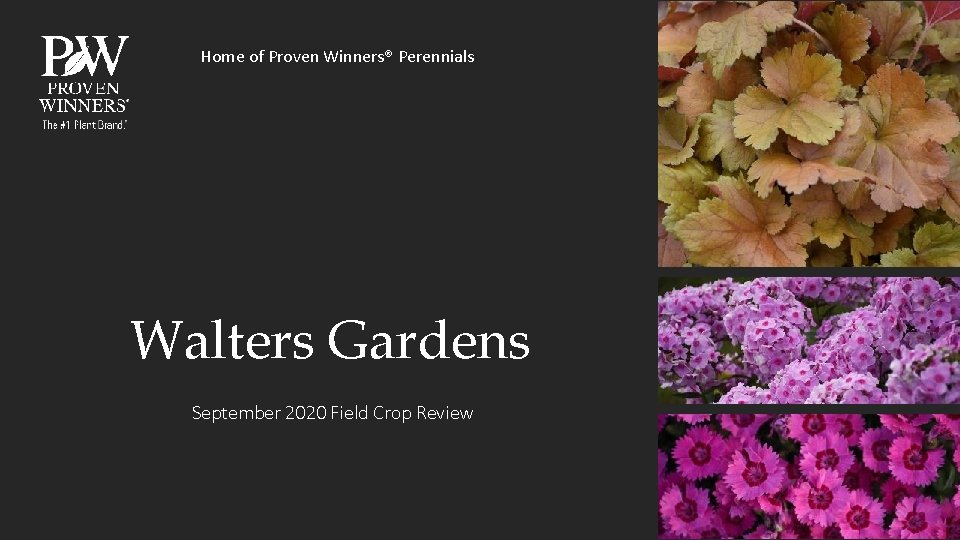 Home of Proven Winners® Perennials Walters Gardens September 2020 Field Crop Review 